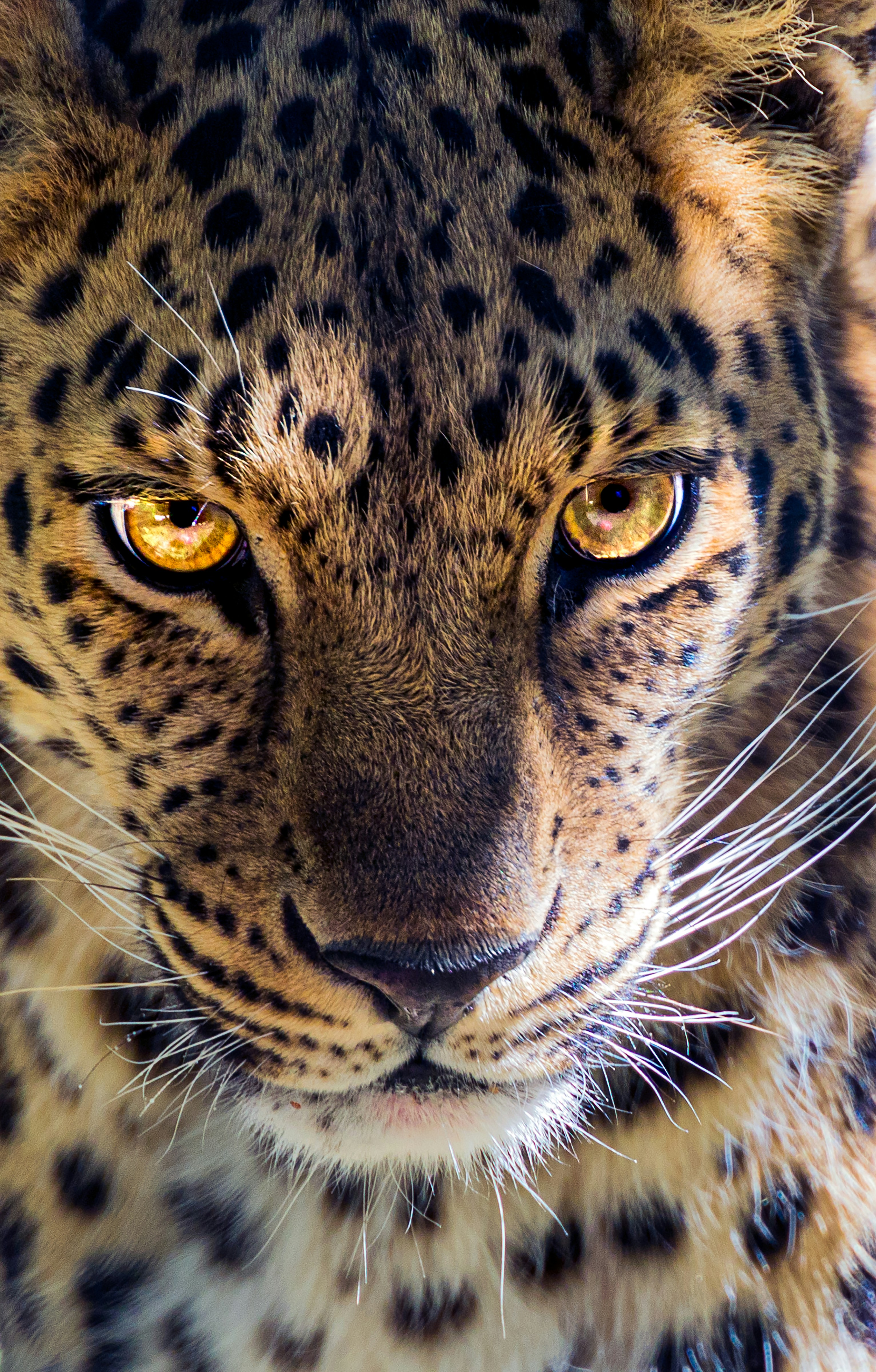 Snow Leopard